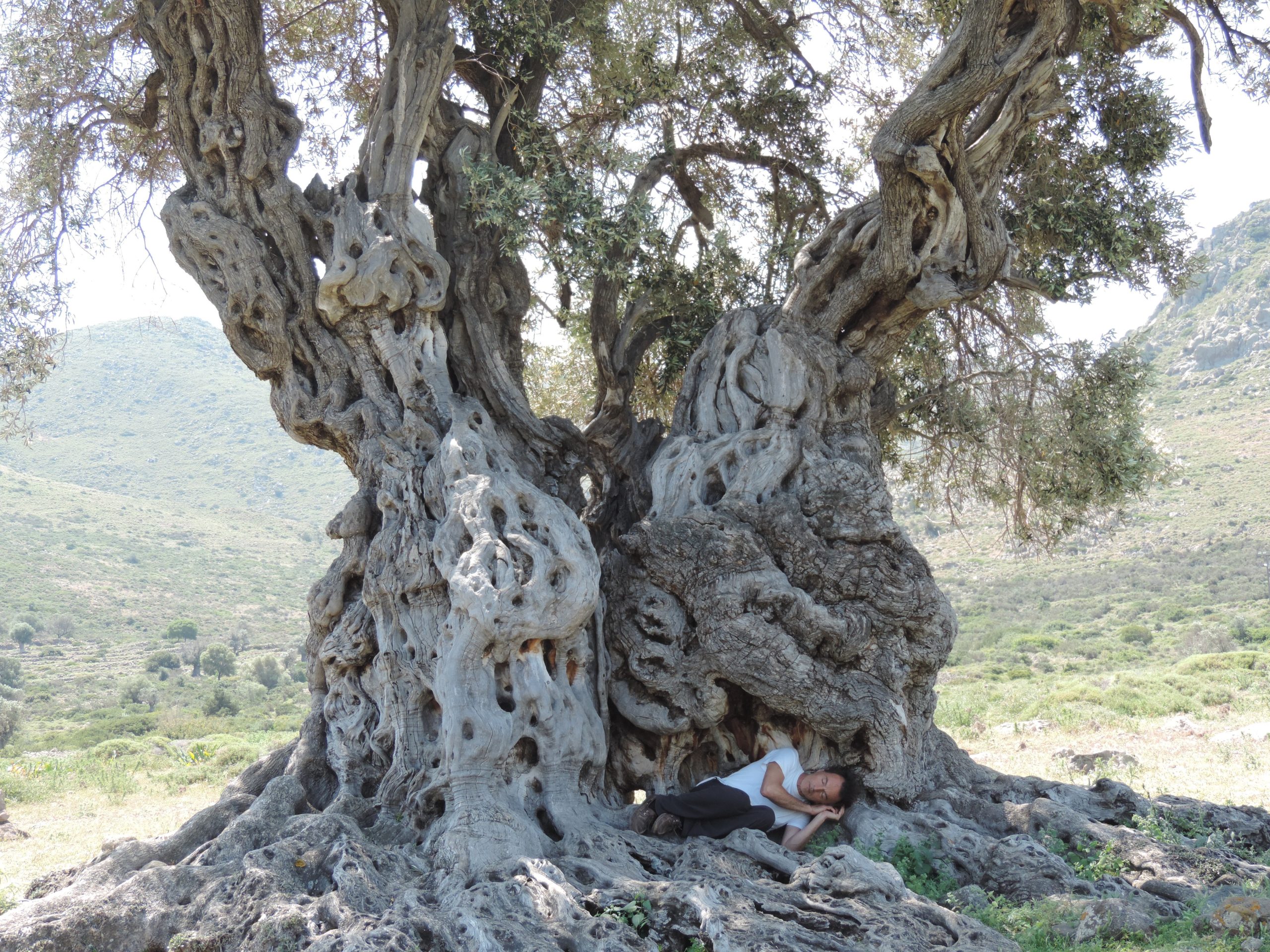 From Culinary to Wellness: New Era of “Medicinal” Olive Oil with Health Claim